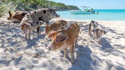 Hotels in Exuma