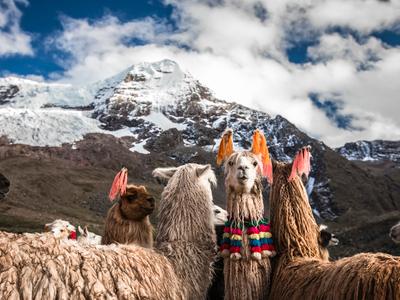 Cuzco