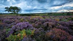 Hotels in New Forest