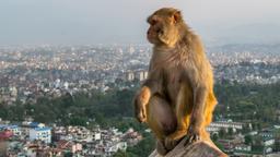 Vliegtickets Kathmandu - Vind goedkope vluchten