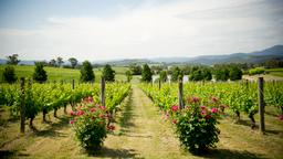 Yarra Valley vakantiehuizen