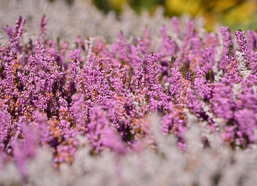 Buiten zicht Foto's