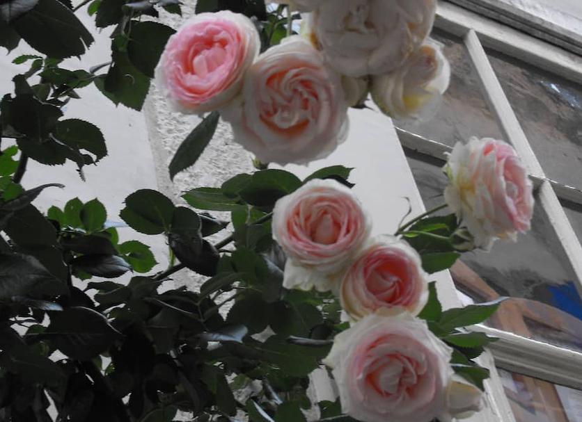 Andere Foto's