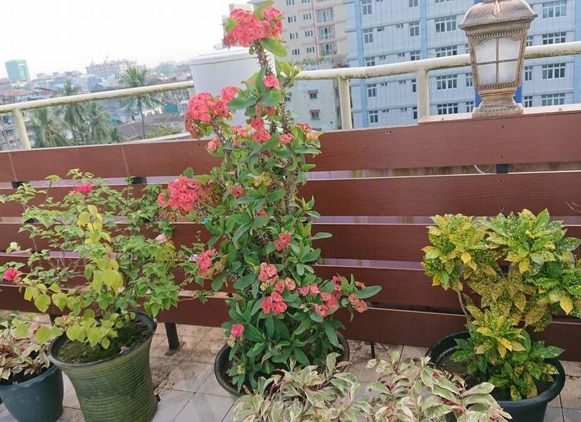 Balkon Foto's