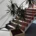 Trappen