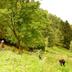 Andere