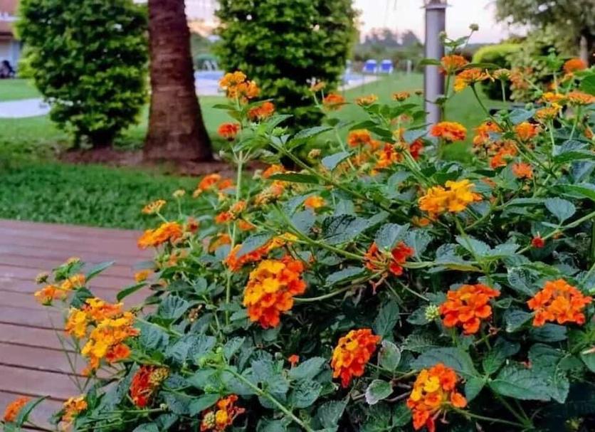 Buiten zicht Foto's