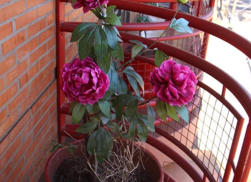 Andere Foto's
