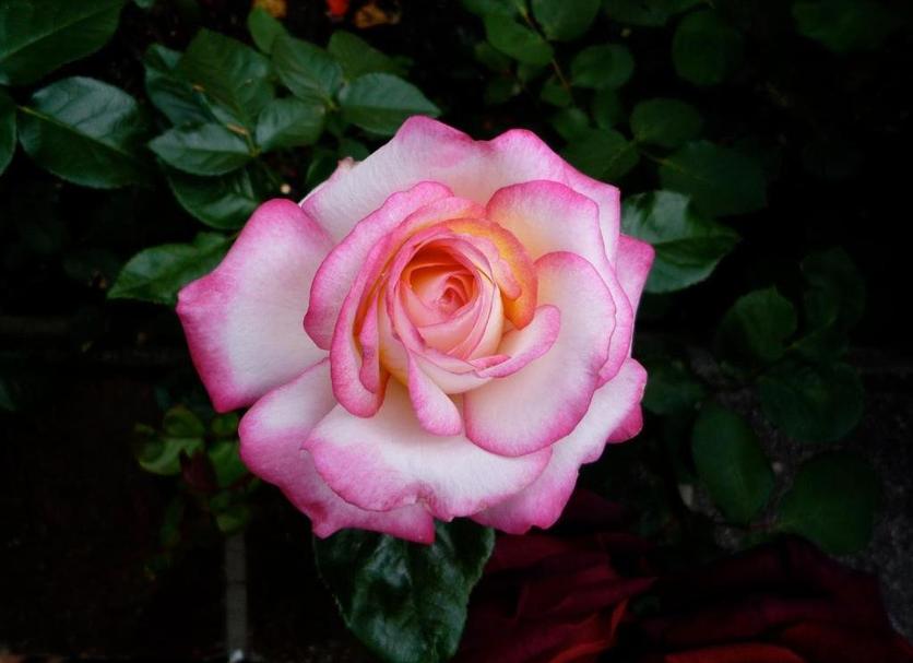 Andere Foto's