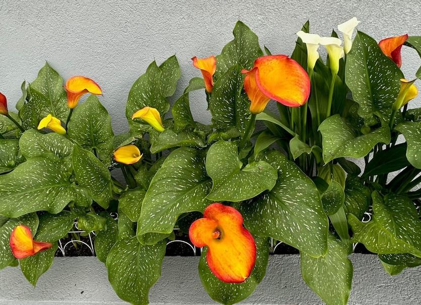 Buiten zicht Foto's