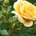 Andere