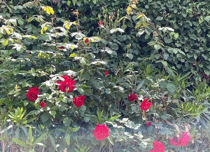 Buiten zicht Foto's