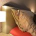 Andere