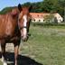 Andere